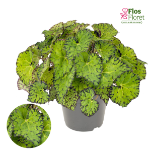 C53. Begonija, solēnija - Begonia Special Collection Lime Fever