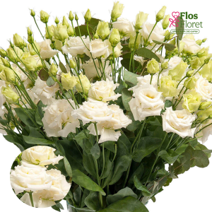 E32. Lizante, eustoma - Alissa white