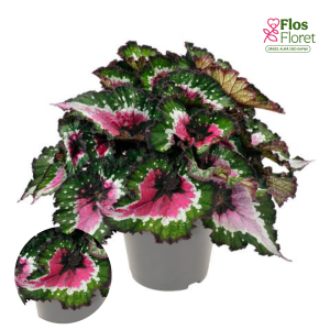 C54. Begonija, solēnija - Begonia Special Collection Purple Blush