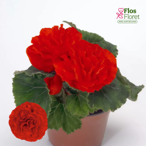 D25. Kamolbegonija Nonstop F1 Scarlet Red