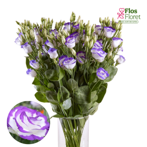 E33. Lizante, eustoma - Arena Blue Picotee