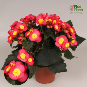 C55. Begonija, solēnija - Begonia Valentino kolekcija Valentino Pink