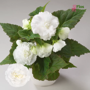 D26. Kamolbegonija Nonstop F1 White