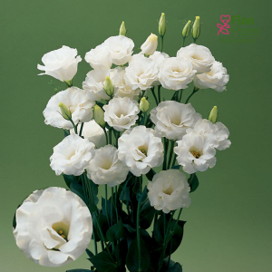 E34. Lizante, eustoma - Arena White IV