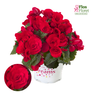 C56. Begonija, solēnija - Barkos-Collection Baladin