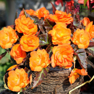 D28. Kamolbegonija Nonstop Mocca Bright Orange