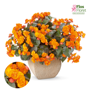 C75. Begonija, solēnija - Catrin