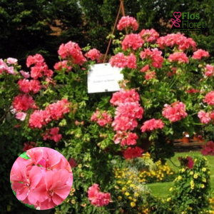 D80. Vairogveida pelargonija - Grandeur Ivy Salmon