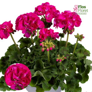 E82. Joslu pelargonija - Ellen