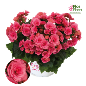 C58. Begonija, solēnija - Barkos-Collection Berseba Pink