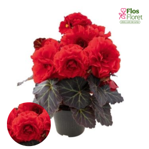 D29. Kamolbegonija Nonstop Mocca Cherry