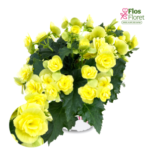 C60. Begonija, solēnija - BK Collection BEEL 4681