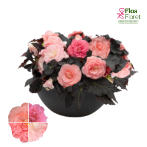 D31. Kamolbegonija Nonstop Mocca Pink Shades