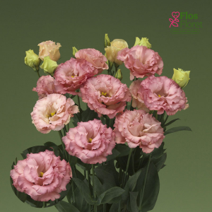 E39. Lizante, eustoma - Corelli Apricot III