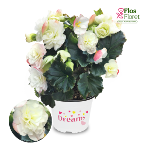 C61. Begonija, solēnija - BK Collection BEEL 4685