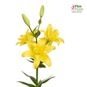 50A. - Lilija - LA BUTTERFLY WINGS BIRDIE