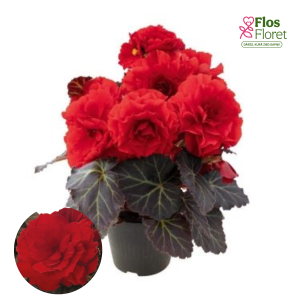 D33. Kamolbegonija Nonstop Mocca Scarlet