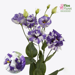 E41. Lizante, eustoma - Corelli Deft Blue 2