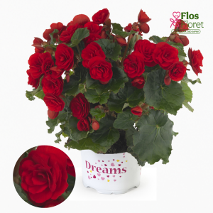 C63. Begonija, solēnija - BK Collection Carmen Red