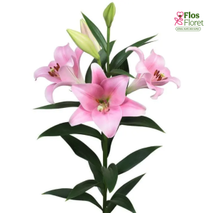 53A. - Lilija - LO VARESE