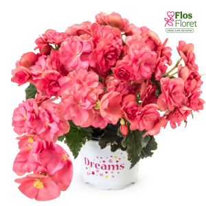 C64. Begonija, solēnija - BK Collection Chloe Coral Pink