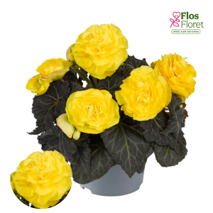 D35. Kamolbegonija Nonstop Mocca Yellow