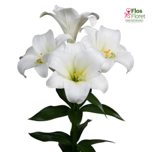 54A. - Lilija - LONGIFLORUM CARPINO