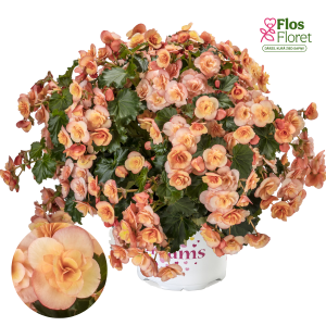 C65. Begonija, solēnija - BK Collection Esmay Peach