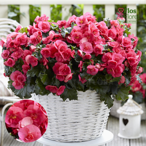 C66. Begonija, solēnija - BK Collection Evi Bright Pink