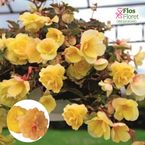 D37. Kamolbegonija Fortune Golden Shades