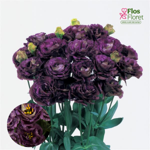 E45. Lizante, eustoma - Rosanne Black Pearl