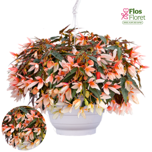 C5. Begonija - Groovy Salmon Bicolour