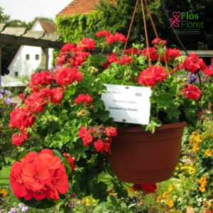 D81. Vairogveida pelargonija - Grandeur Ivy Scarlet