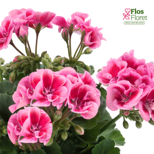 E83. Joslu pelargonija - Flower Fairy Pink	