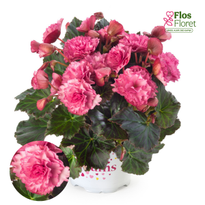C68. Begonija, solēnija - BK Collection Frivola Pink