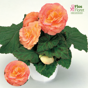 D39. Kamolbegonija Fortune Peach Shades