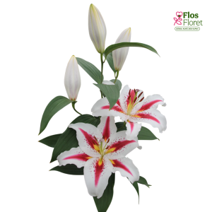 57A. - Lilija - OR BIG SMILE