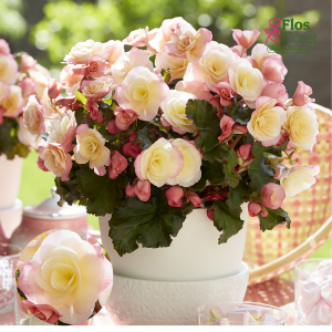 C69. Begonija, solēnija - BK Collection Glory Bicolour