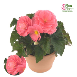 D40. Kamolbegonija Fortune Pink