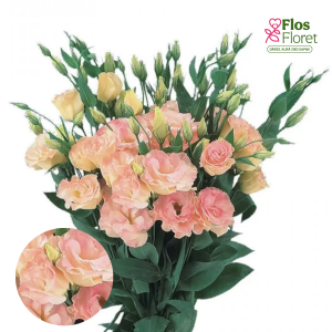 E49. Lizante, eustoma - Super Magic Champagne