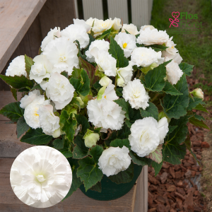 D42. Kamolbegonija Fortune White