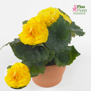 D43. Kamolbegonija Fortune Yellow