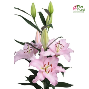 61A. - Lilija - OR RUBIANO
