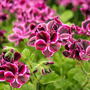 D44. Lielziedu Pelargonija - Aristo Black Beauty