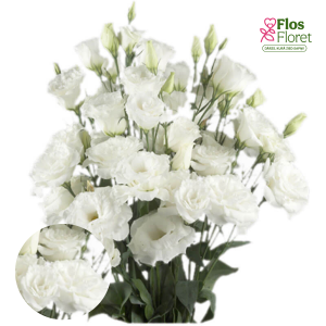 E52. Lizante, eustoma - Super Magic White
