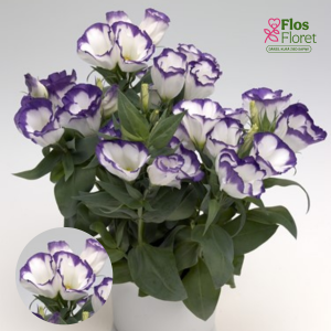 E54. Lizante, eustoma - Carmen Blue RIM (PODI)