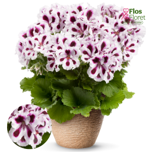 D47. Lielziedu Pelargonija - Aristo Purple Stripes