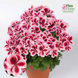 D48. Lielziedu Pelargonija - Aristo Strawberry Cream
