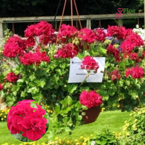 D82. Vairogveida pelargonija - Grandeur Ivy Velvet