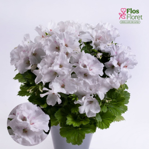 D49. Lielziedu Pelargonija - Aristo White